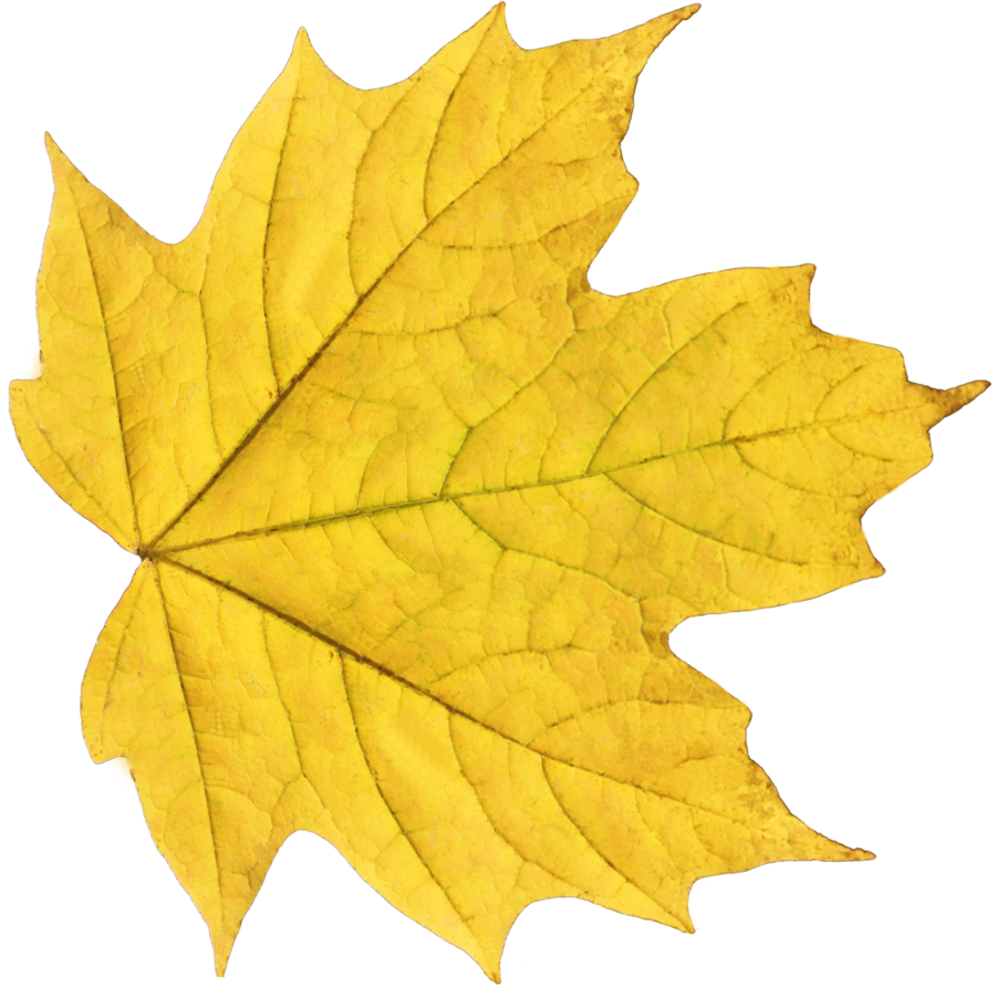 Yellow Autumn Png Leaf - Yellow Maple Leaf (900x892), Png Download