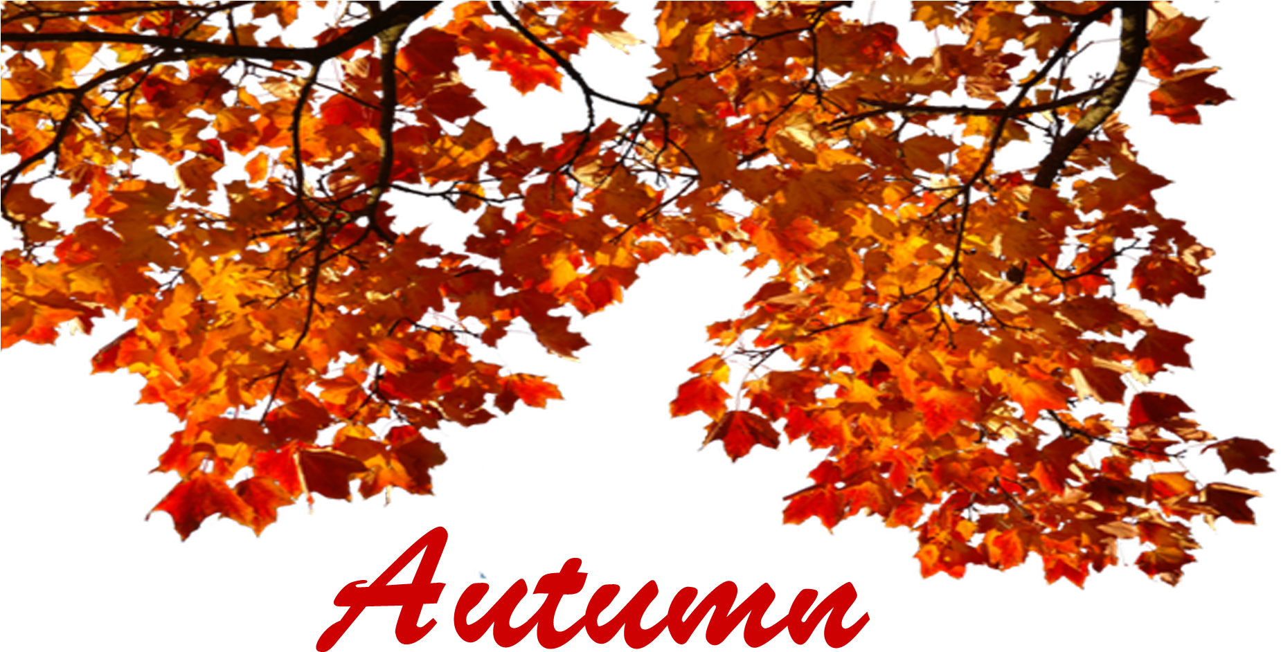 Autumn Leaves Png (1920x1200), Png Download