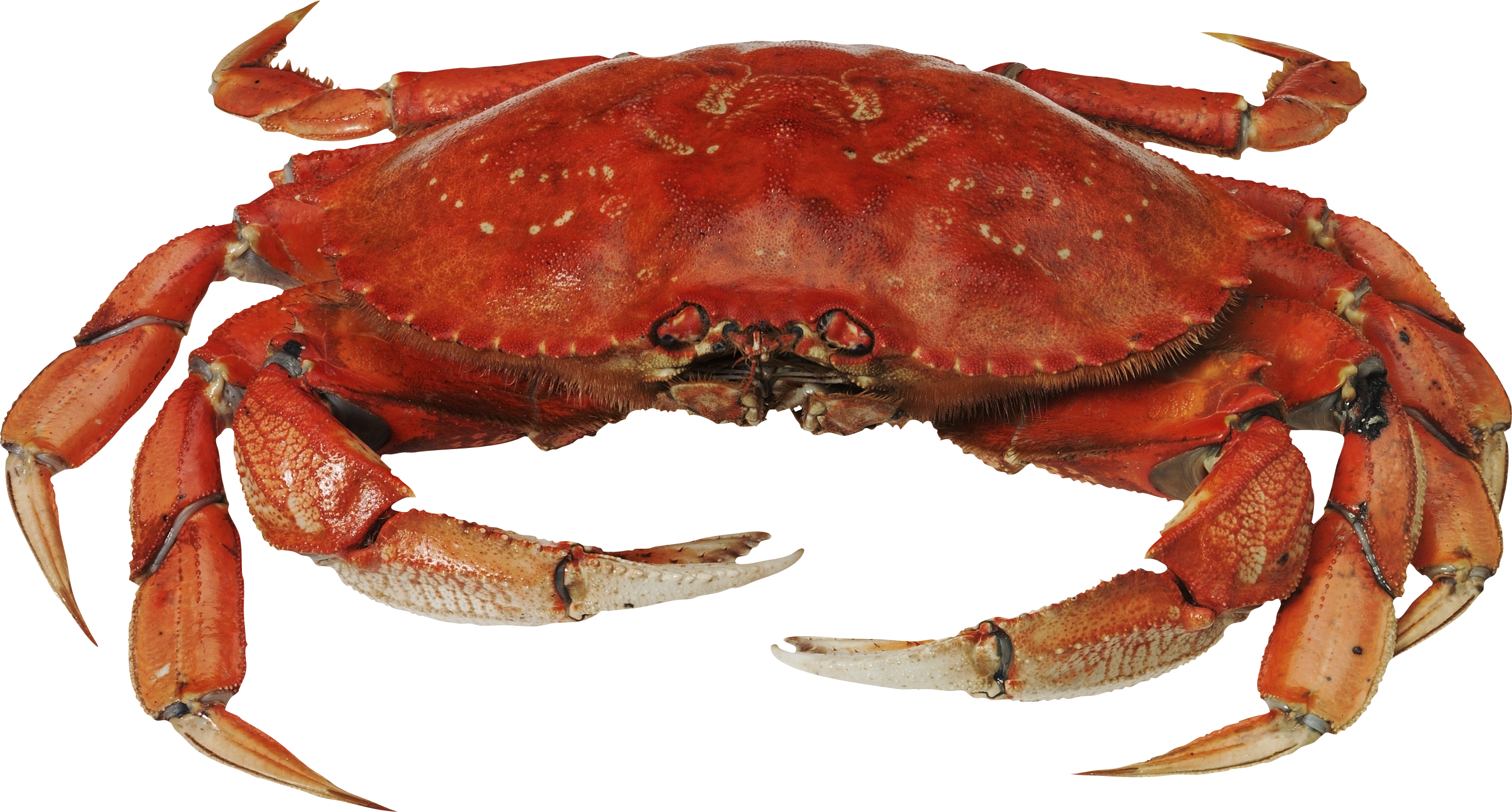 Crab Png Clipart - Crab Png (2594x1394), Png Download