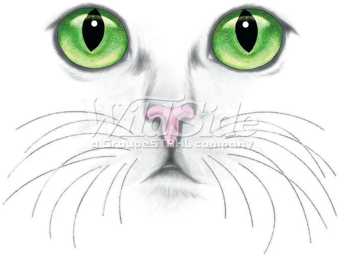 Green Eyed Cat Face - Cat (675x675), Png Download