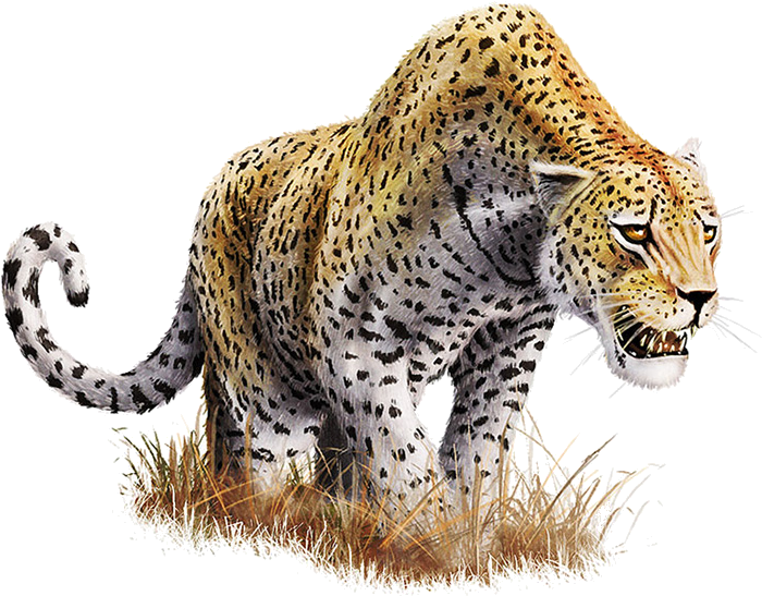 Leopard Download Png - Transparent Background Jaguar Png (730x565), Png Download