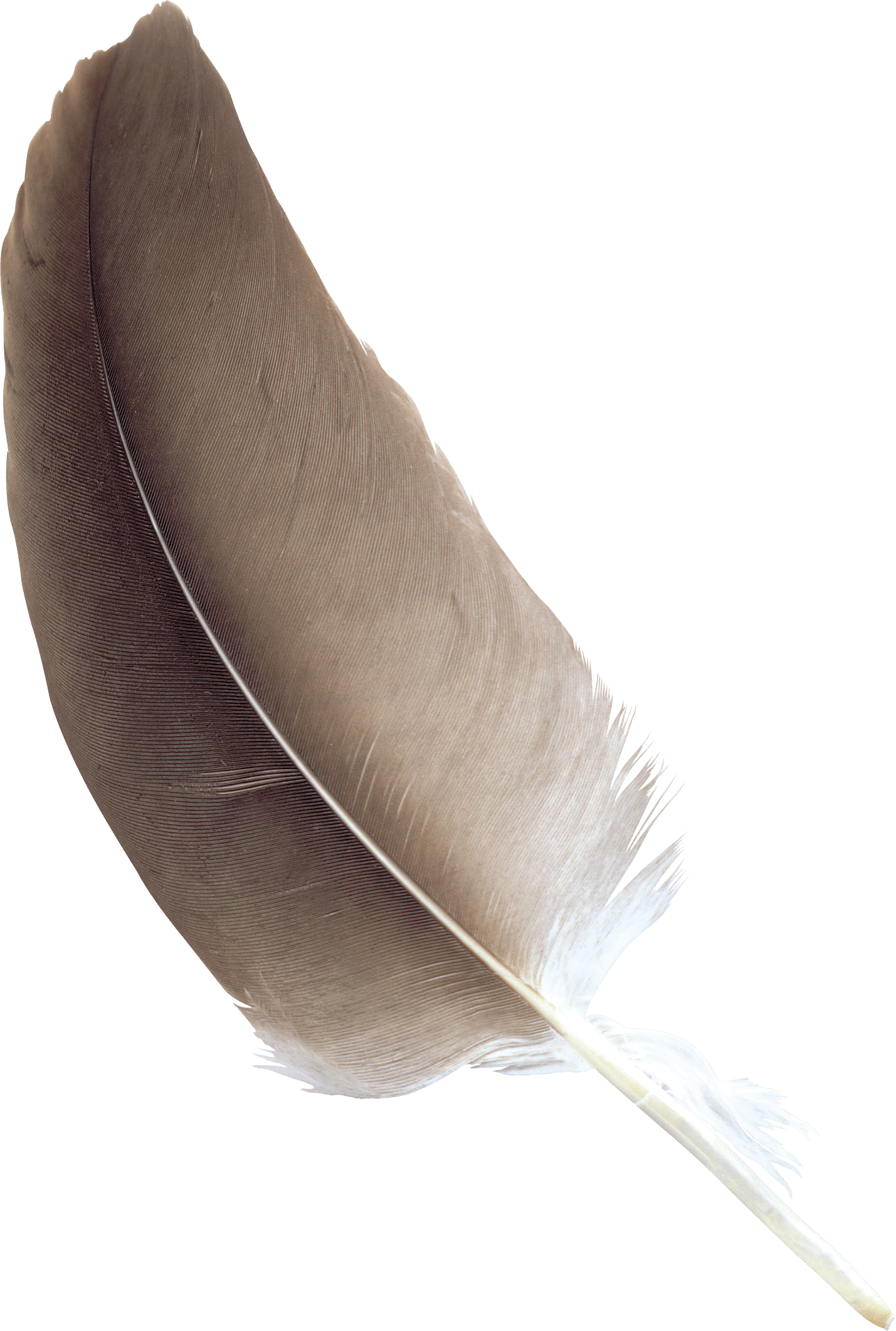 Feather Brown - Brown Feather Transparent Background (1429x2123), Png Download