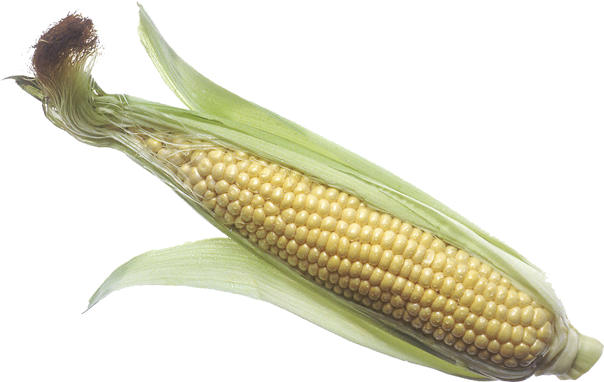Corn Png - Corn On The Cob Png (958x639), Png Download