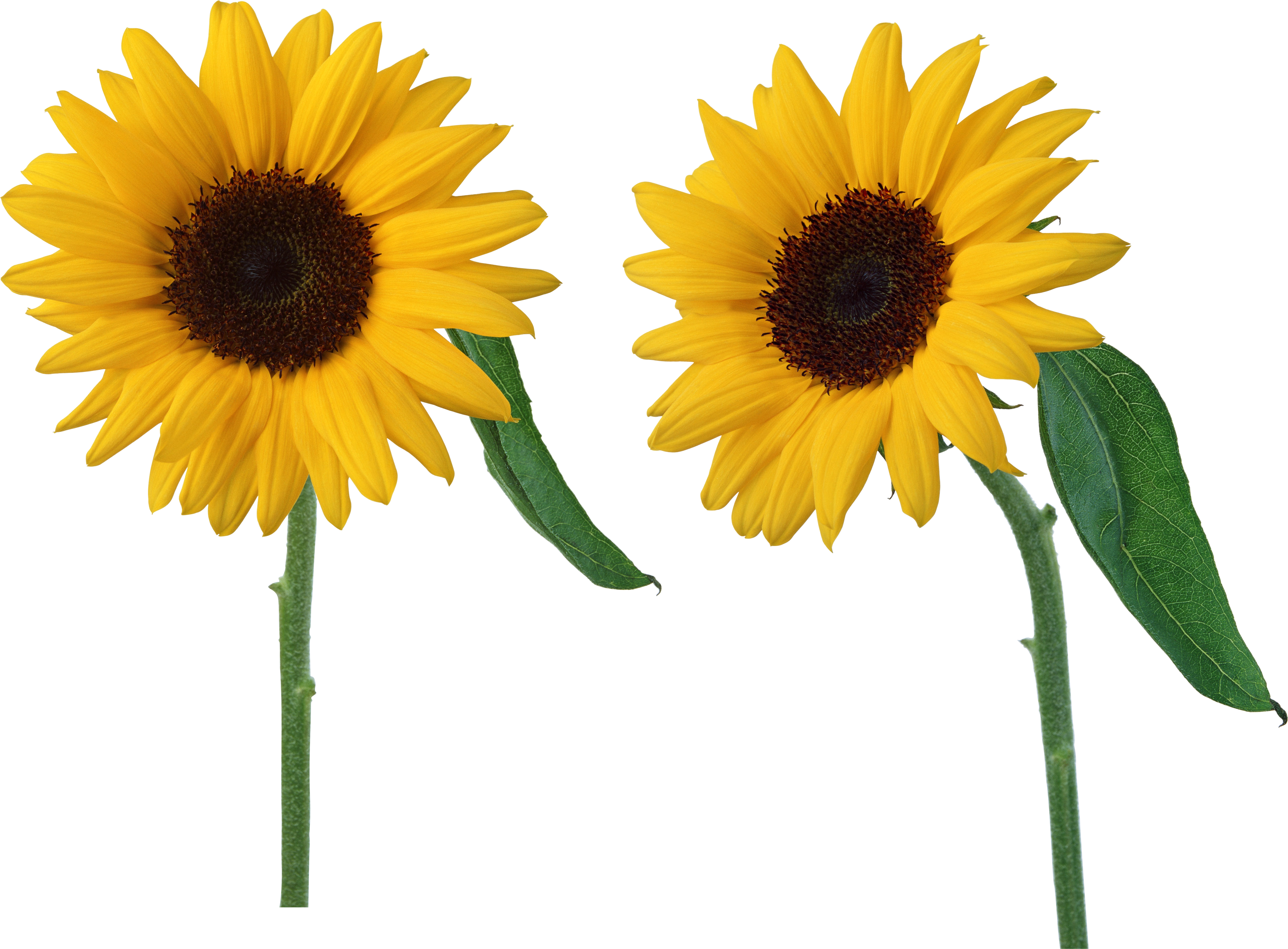 Download - Clear Background Sunflower Png (3848x2835), Png Download