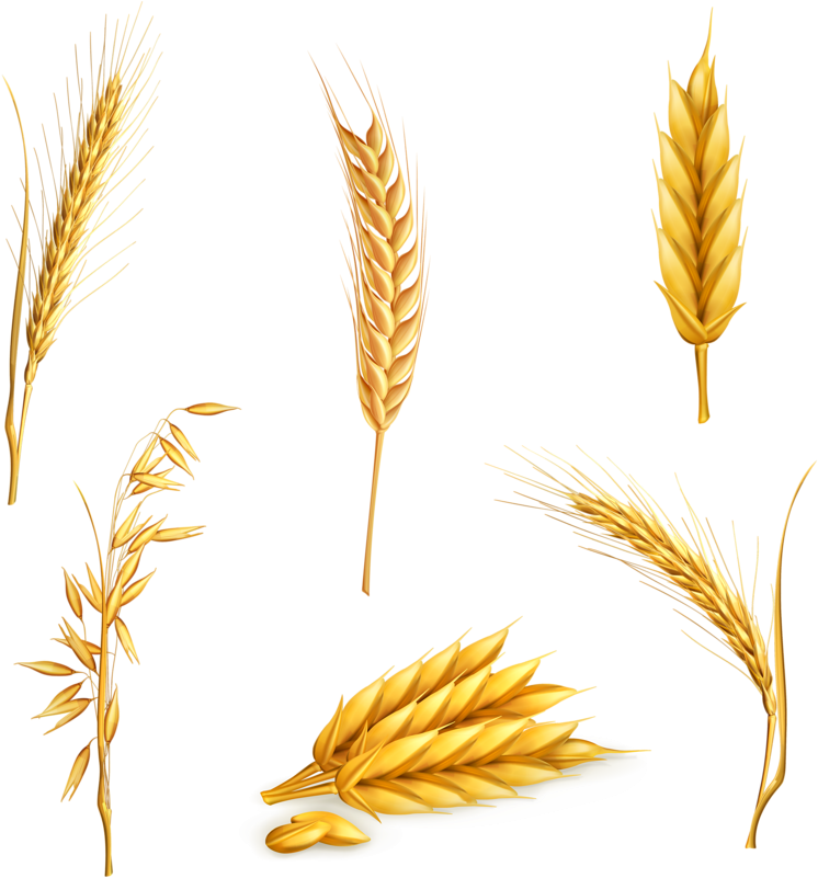 Clip Art Freeuse Library Cereal Clip Art Yellow Transprent - Coeliac Disease: What You Need To Know (766x800), Png Download