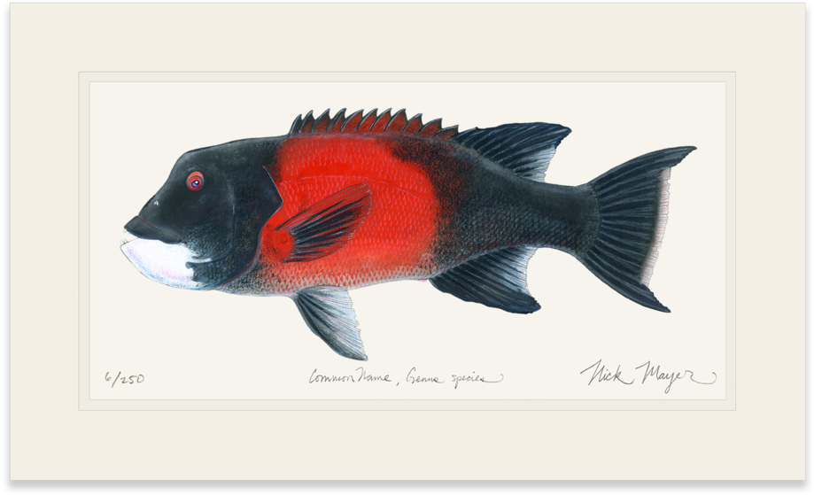 Bull California Sheephead - California Sheephead (1023x664), Png Download