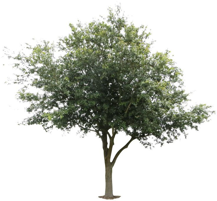 Oak Tree Png Image - Oak Tree Png (736x736), Png Download