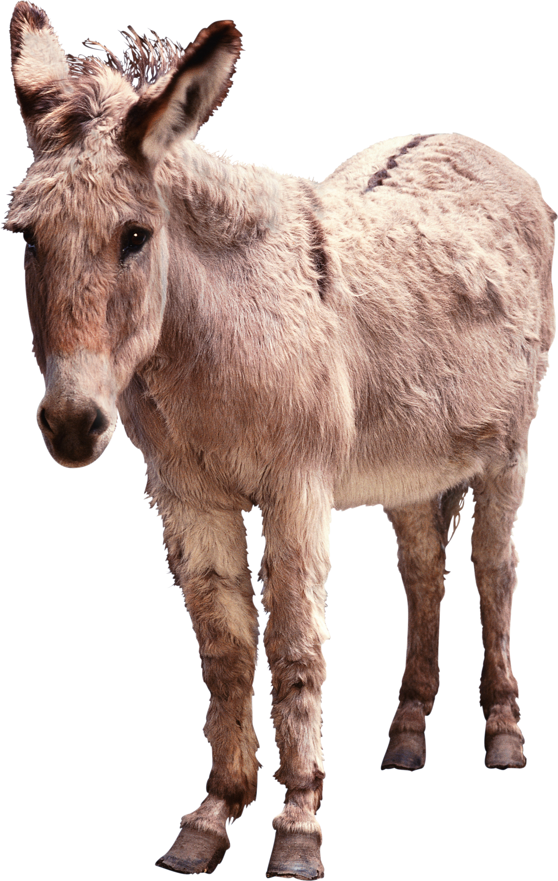 Donkey Png (2304x3638), Png Download