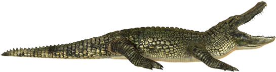 Alligator Hunting Trip Of A Lifetime We Have Clients - Alligator White Background (600x254), Png Download
