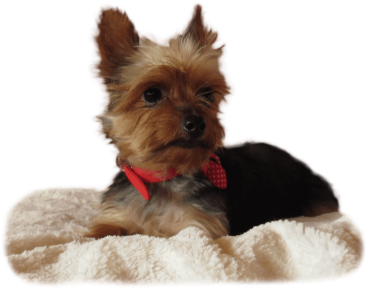 Yorkshire Terrier (763x600), Png Download