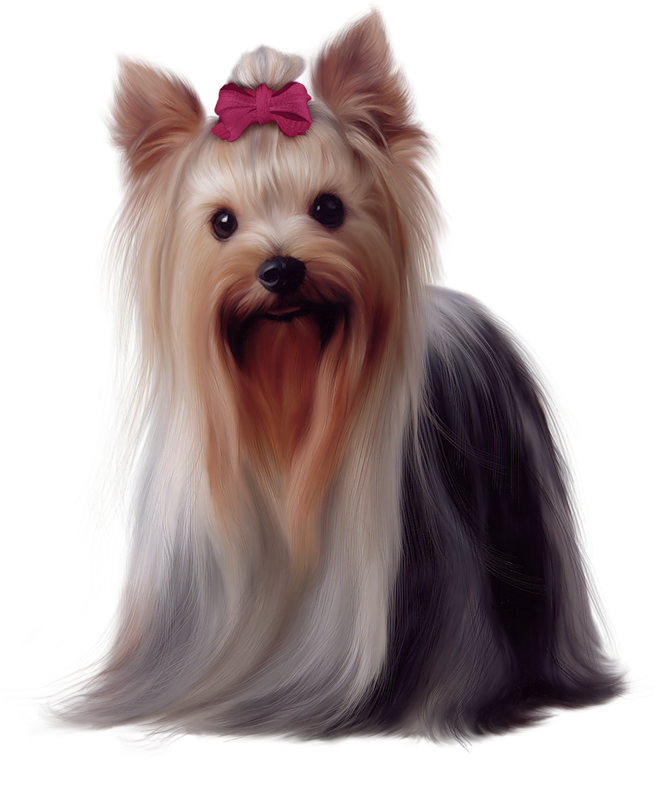 Graphic Transparent Stock Painted Yorkshire Png Picture - Love Yorkie Yorkshire Terrier Ornament (round) (657x800), Png Download
