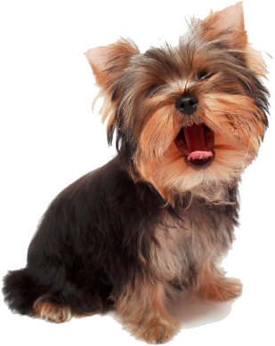 Yorkie Puppy Transparent (375x408), Png Download