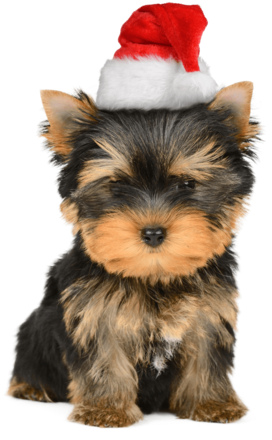 It's A Yorkie Christmas - Festive Puppy Gift Bag - White And Red / 26cm (360x480), Png Download