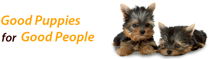 Cute Picture Of Yorkshire Terrior (960x250), Png Download