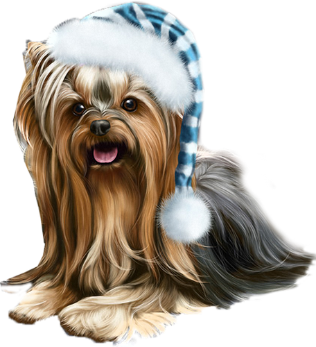 Jpg Download Pic Png Pinterest Yorkies Yorkshire Terrier - Yorkshire Terrier .png (456x500), Png Download
