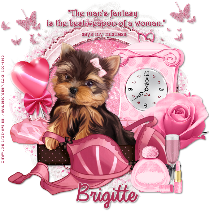 Pin By Sandra Bester On Yorkies - Yorkshire Terrier (700x700), Png Download