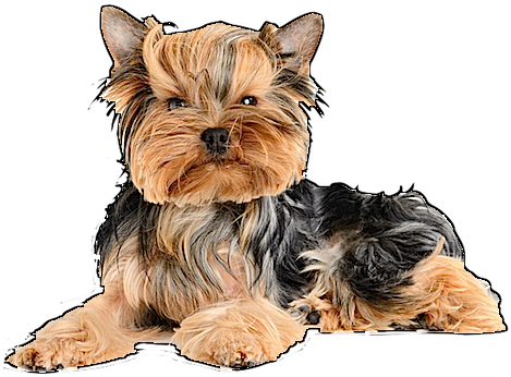 Yorkie Image - Flymei Waterproof Electric Heating Pads For Pets (504x352), Png Download