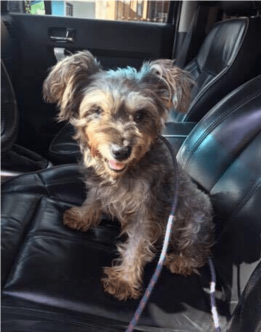 Chispita Is A Very Sweet And Loving Little Girl - Schnoodle (800x750), Png Download