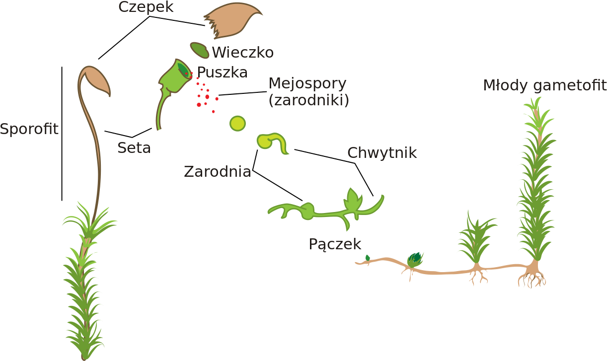 Diagram - Moss Life Cycle Diagram (1280x751), Png Download