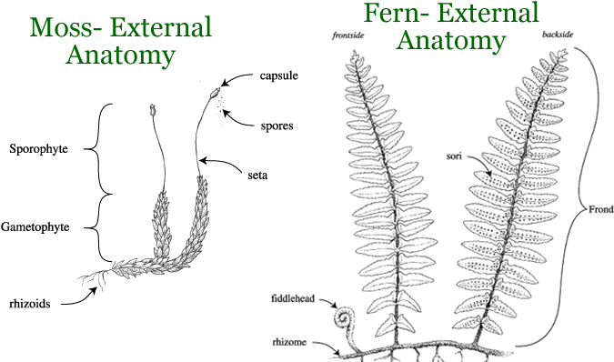 Fern Clipart Spore - Moss Anatomy (700x450), Png Download