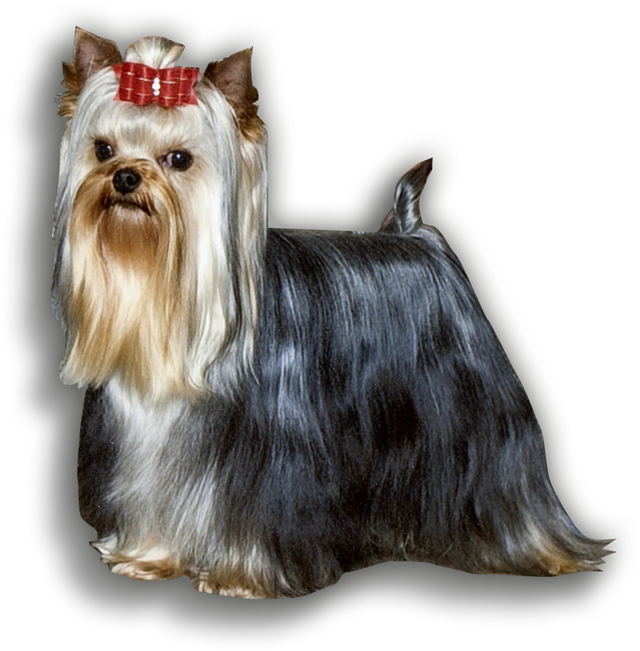 Yorkies (662x662), Png Download