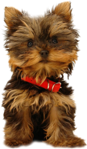 Tube - Yorkshire Terrier Iphone 6 (400x550), Png Download
