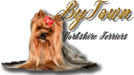 Home Yorkie Info Eddie Jazz Puppies Nuvet Email Visit - Yorkshire Terrier (580x319), Png Download