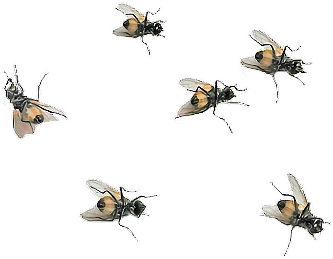 Report Abuse - Flies Png (800x600), Png Download