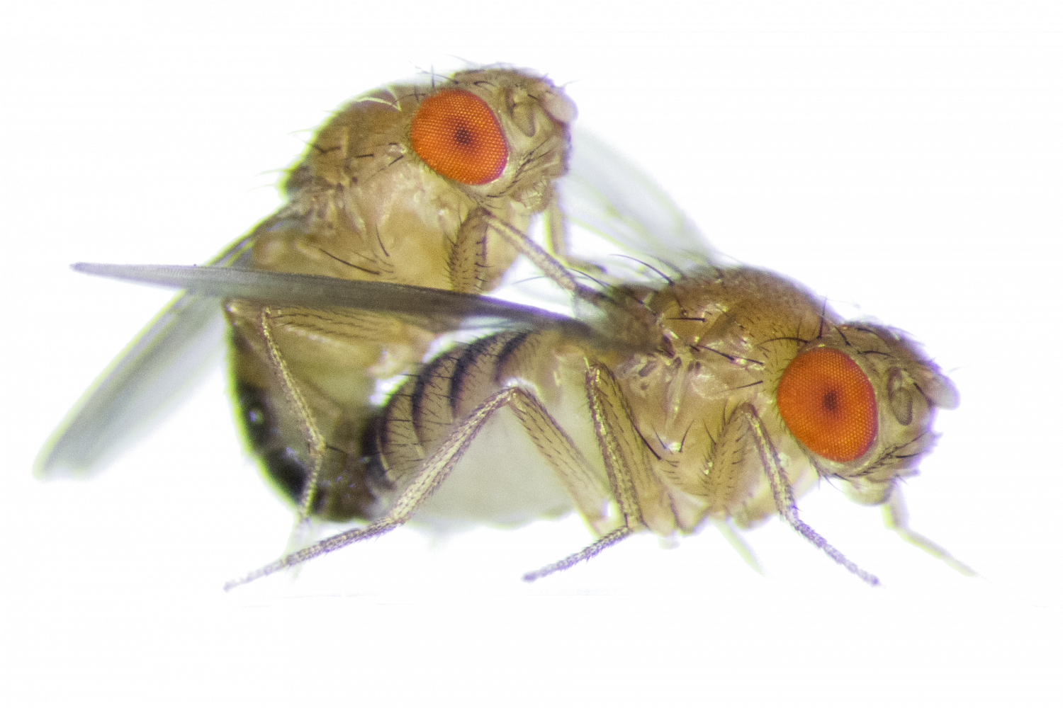 Two Flies Are Mating - Fruit Flies (1500x1000), Png Download
