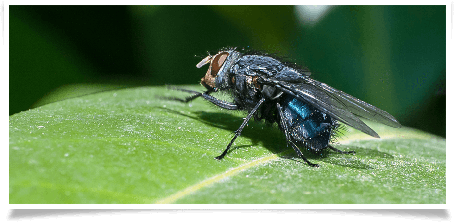 Cluster Flies Look Like The Common Housefly, But There - Cluster Fly (1050x497), Png Download