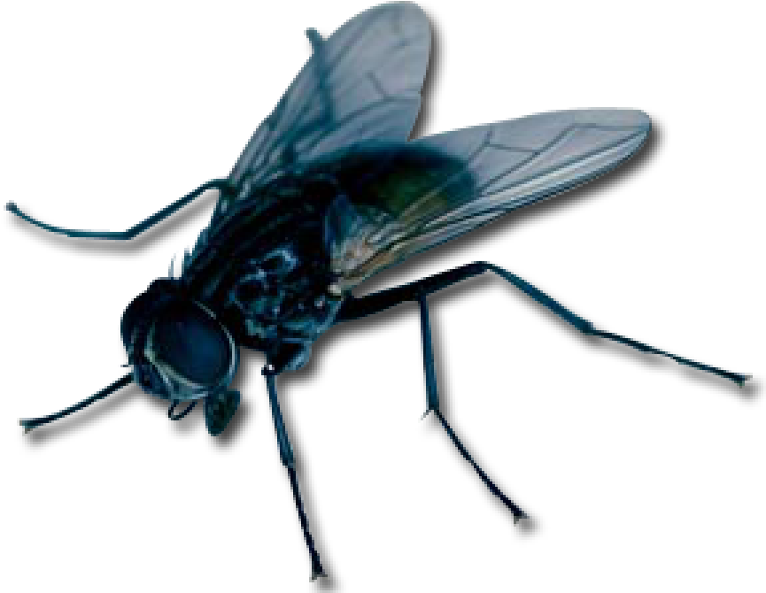 Primary Abilities - Flies Clipart Png (900x672), Png Download