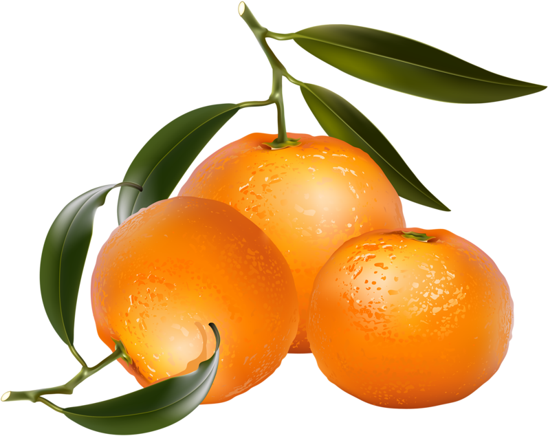 Clip Art Of Citrus Fruit - Four Oranges Clip Art (639x514), Png Download