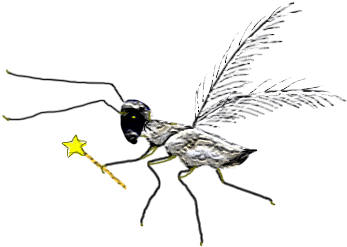 Fairy Fly - Fairy Flies (441x349), Png Download