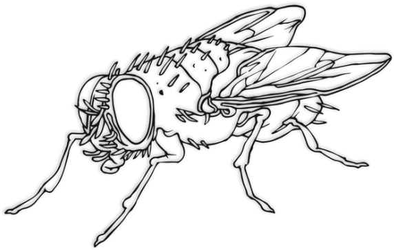 "we Ultimately Decided That The Most Radical Thing - Flies Black And White (740x434), Png Download