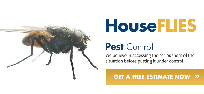 House Fly (785x364), Png Download