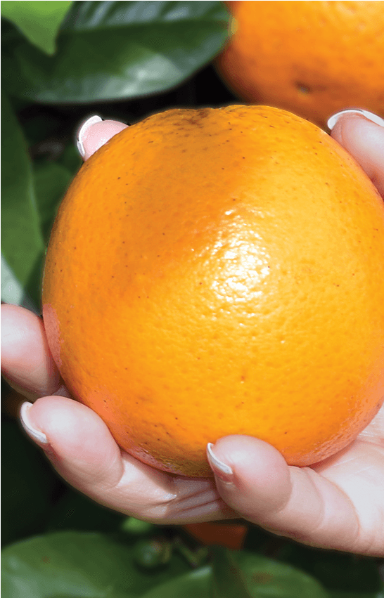 Fresh Blueberries - Rangpur (2200x850), Png Download