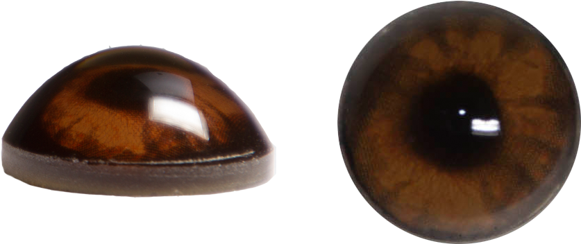 Bear Eyes (836x836), Png Download