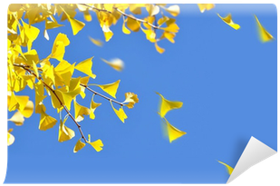 Ginkgo Leaves Blowing In The Autumn Breeze Wall Mural - Foglie Mosse Dal Vento (400x400), Png Download