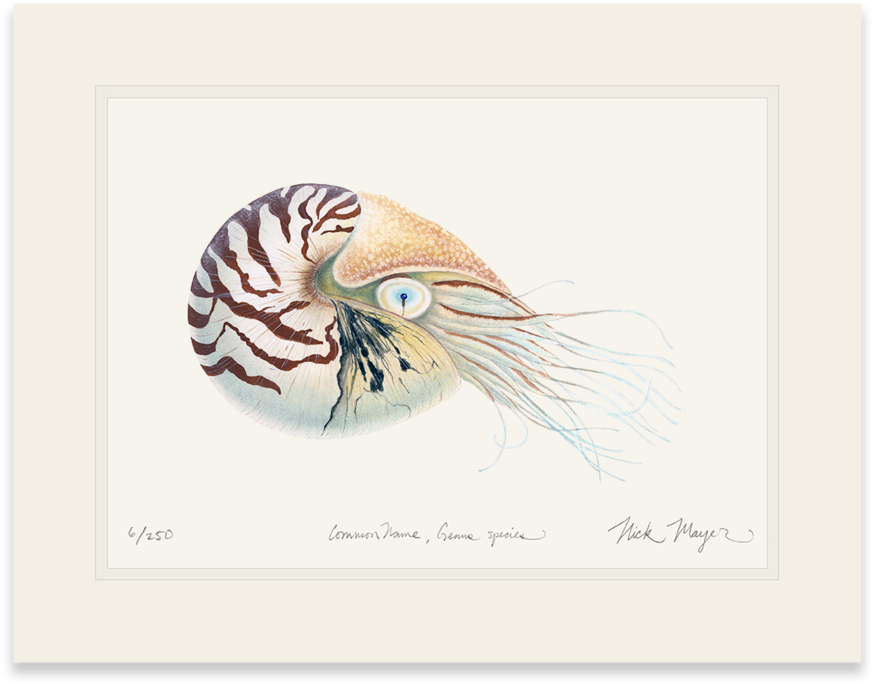 Chambered Nautilus (1024x855), Png Download