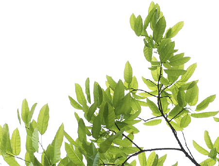 Mulch Beds - Software Design Pattern (451x342), Png Download