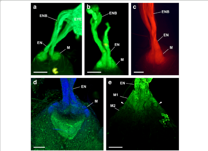 Dio And Dii (c) Labelling Via Both Eyes Of Opilio Canestrinii - Eye (850x619), Png Download