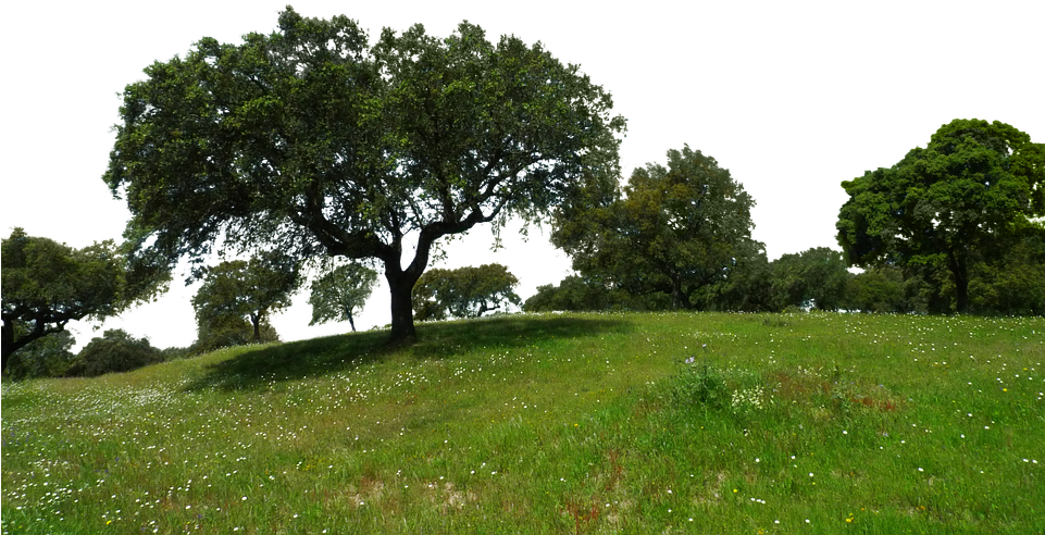 Related Wallpapers - Tree Nature Png (960x498), Png Download