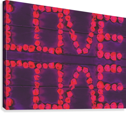 Love With Pink Rose On The Purple Wood Background Canvas - Rose (429x386), Png Download