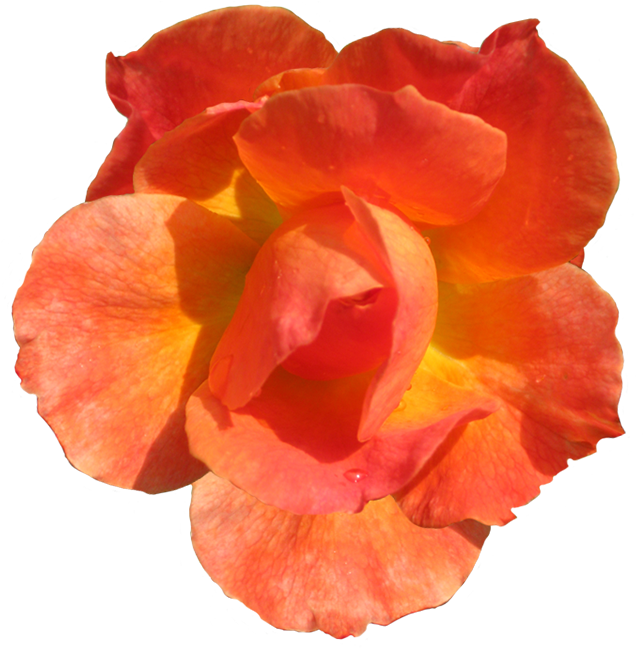 Red Flower Clipart Flower Head - Flower Real Red Png (680x709), Png Download