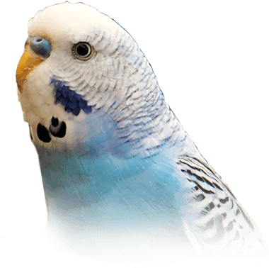 Budgie - Parakeet (410x449), Png Download