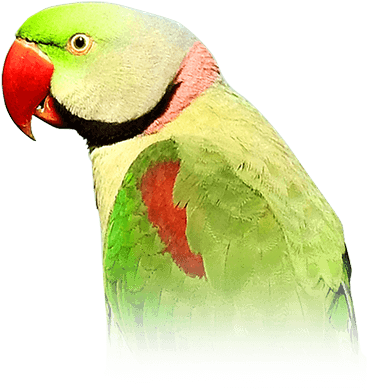 Alexandrine Parakeet (410x449), Png Download
