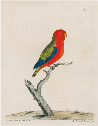 Parakeet (500x500), Png Download