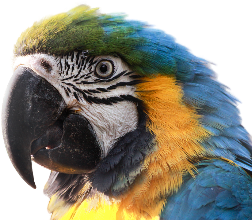 Ara, Parrot, Bird, Blue Macaw, Clipping, Graphics - Macaws (388x340), Png Download