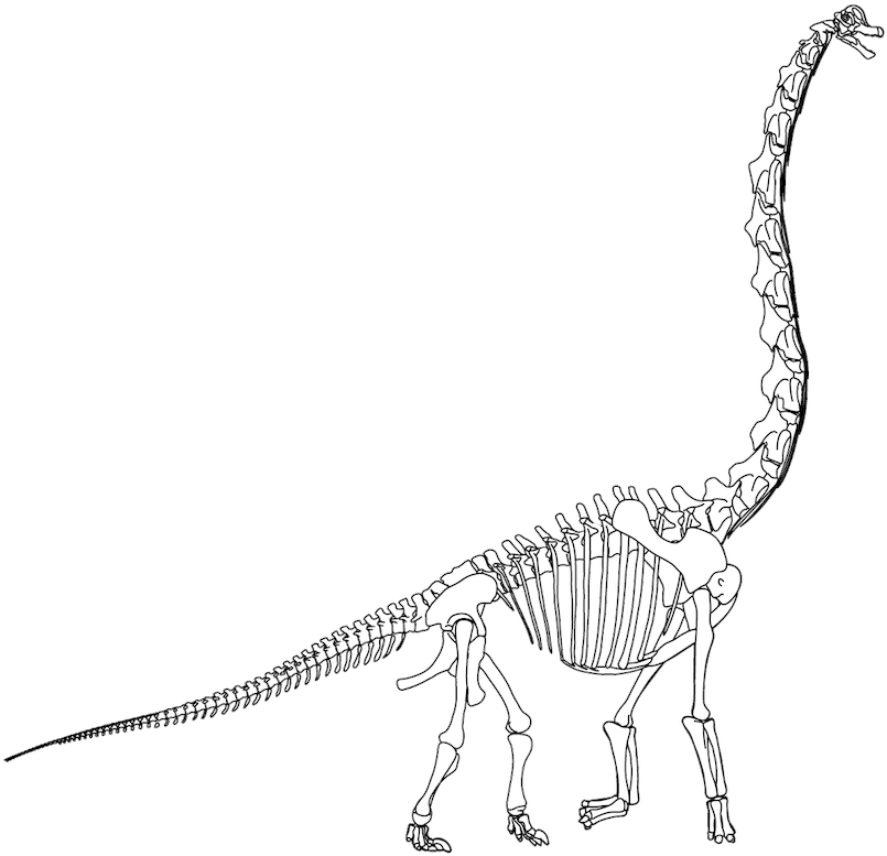 Picture Stock Velociraptor Tyrannosaurus Terrestrial - Brachiosaurus Skeleton Png (826x800), Png Download