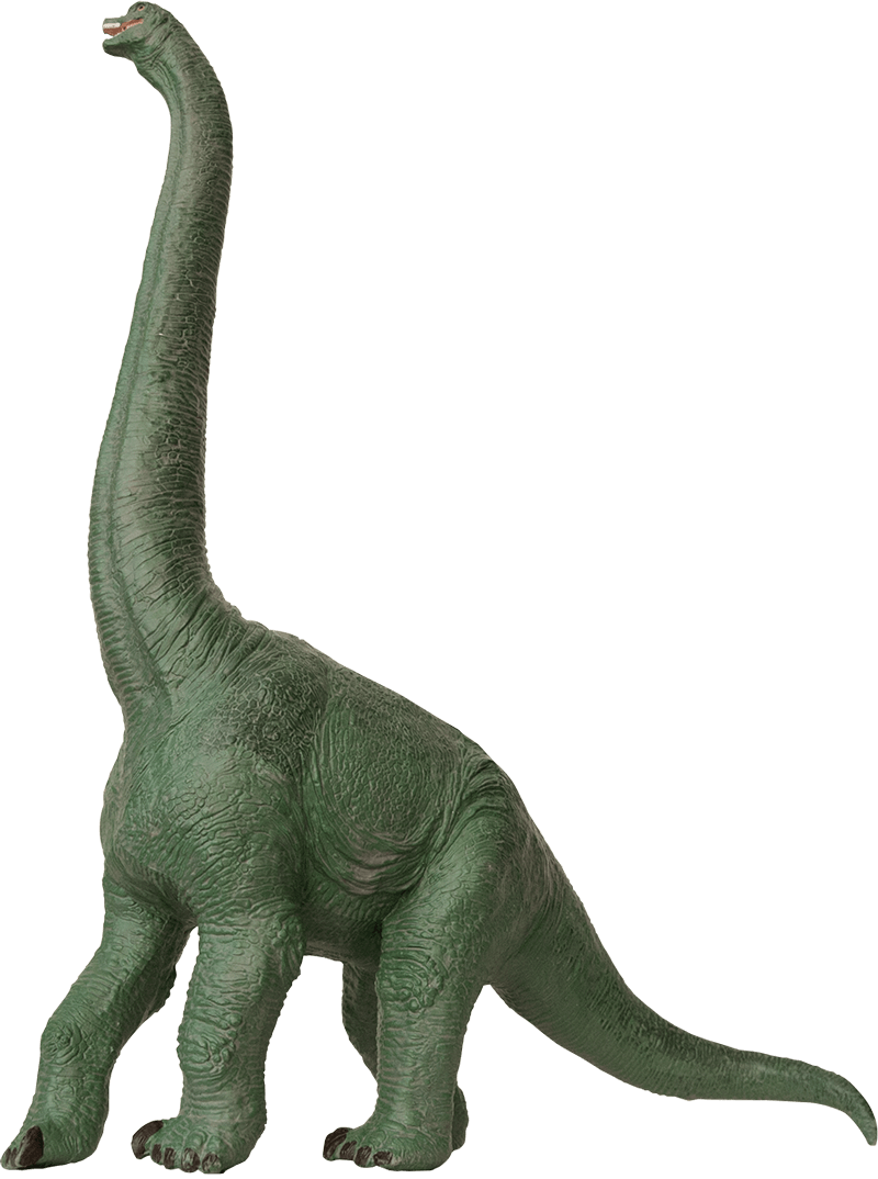 Annica Roos, Nrm - Brachiosauro Png (800x1074), Png Download